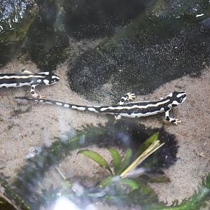 Kaiser's Spotted newt (Neurergus kaiseri)