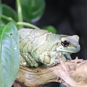 Mission golden-eyed tree frog (Trachycephalus resinifictrix)