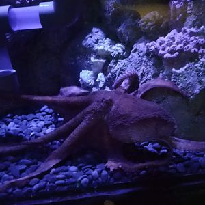 Giant Pacific Octopus (Enteroctopus dofleini)