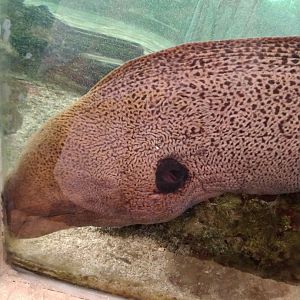 Bandar Djakarta Restaurant - Giant Moray (Gymnothorax javanicus)