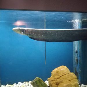 Dunia Air Tawar - Volta's Electric Eel (Electrophorus voltai)