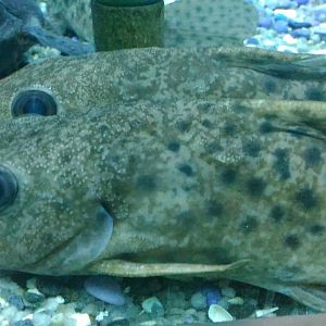 Dunia Air Tawar - Kankan Catfish (Auchenoglanis biscutatus)