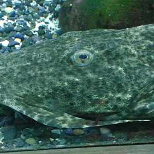 Goonch Catfish (Bagarius yarrelli)