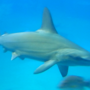 Scalloped Hammerhead
