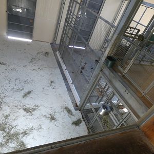 Indoor Giraffe Stalls