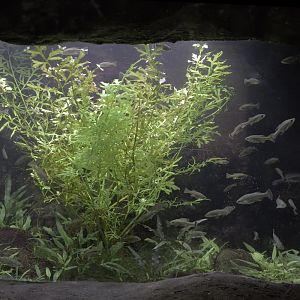 Butterfly goodeid exhibit