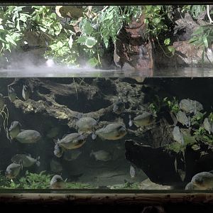 Red-bellied piranha exhibit