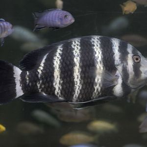 Zebra tilapia