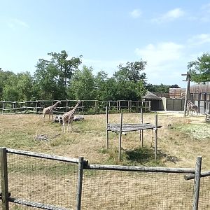 Reticulated Giraffe/Thomson's Gazelle Exhibit