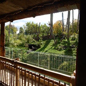 Islands - Sun bear viewing window 071020