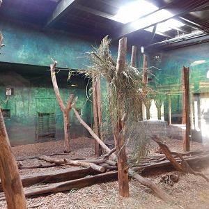 Islands - Sun bear indoors 071020