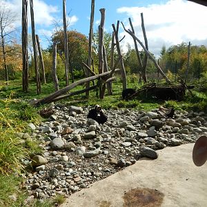 Islands - Sun bear enclosure 071020