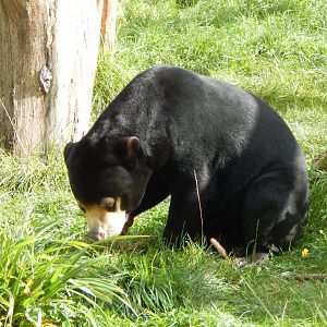 Islands - Sun bear 071020