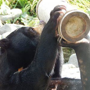 Islands - Sun bear 071020