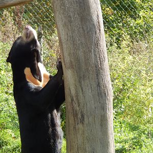 Islands - Sun bear 071020