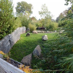 Islands - Sulawesi babirusa enclosure 071020