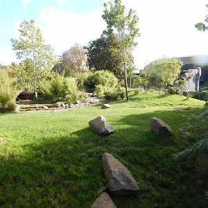 Islands - Sulawesi babirusa enclosure 071020