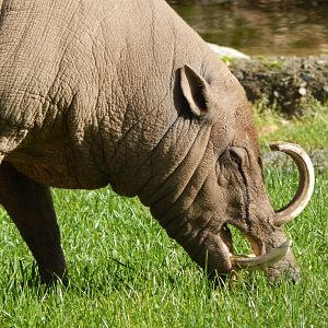 Islands - Sulawesi babirusa 071020