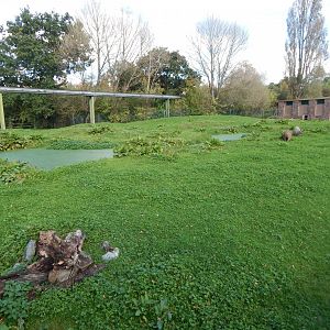 Capybara and Giant anteater enclosure 071020