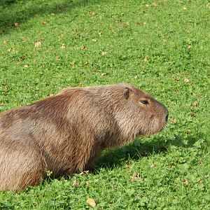 Capybara 071020
