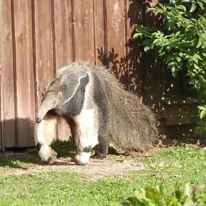 Giant anteater 071020