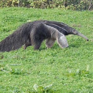 Giant anteater 071020