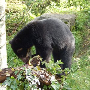 Spectacled bear 071020