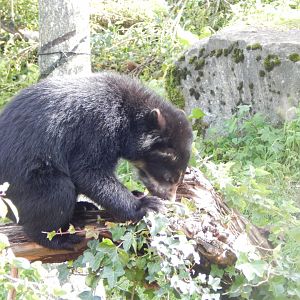 Spectacled bear 071020