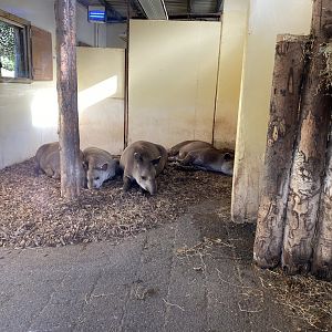 South American tapirs 071020