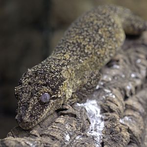 Gargoyle gecko
