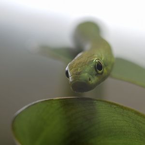 Rough green snake