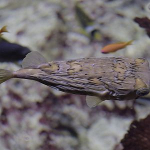 Long-spined porcupine fish