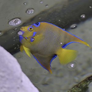 Queen angelfish