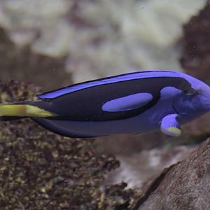 Palette surgeonfish