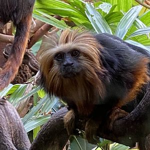 Golden-headed lion tamarin 071020