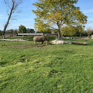 Eastern black rhinoceros enclosure 071020