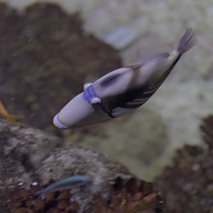 Picasso triggerfish
