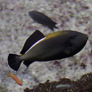 Indian triggerfish