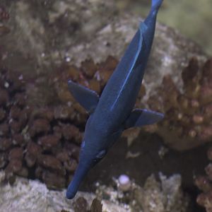 Green birdmouth wrasse