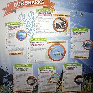 Shark information board