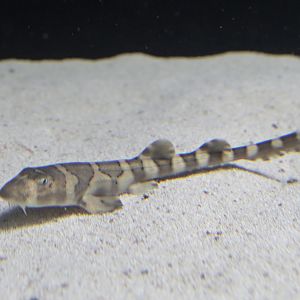 Young brown-banded bamboo shark