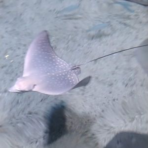 Leucistic Indo-Pacific Spotted Eagle Ray (Aetobatus ocellatus)