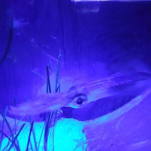 Bigfin Reef Squid (Sepioteuthis lessoniana)