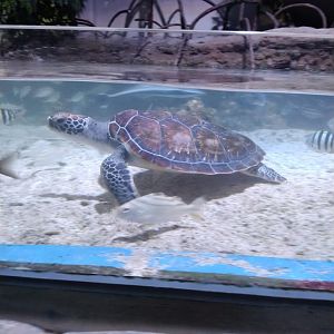 Green Sea Turtle (Chelonia mydas)