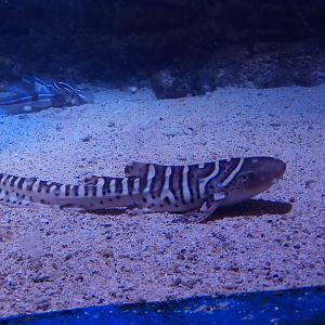 Juvenile Zebra Shark (Stegostoma fasciatum)
