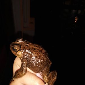 Rumah Mode Factory Outlet, Bandung - Asian Common Toad (Duttaphrynus melanostictus)