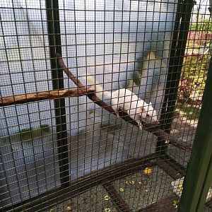 Paris van Java - Albino Plantain Squirrel (Callosciurus notatus)