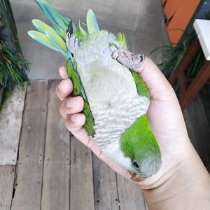 Paris van Java - Monk Parakeet (Myiopsitta monachus)