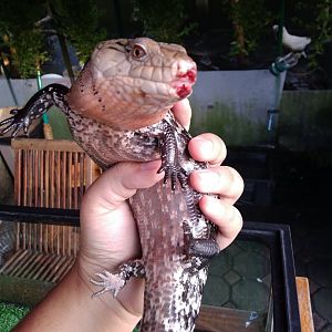 Farmhouse Lembang - Indonesian Blue-tongued Skink (Tiliqua gigas)