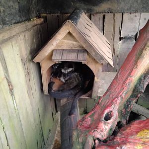 Farmhouse Lembang - Asian Palm Civet (Paradoxurus hermaphroditus)